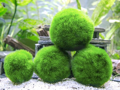 Marimo moss ball 3 to - marimo,