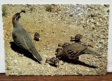 Arizona Gambel Quail with