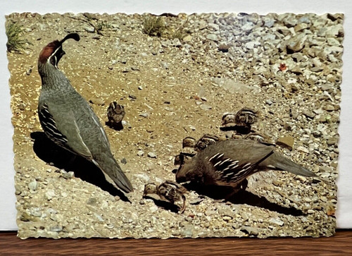 Arizona gambel quail with - arizona,