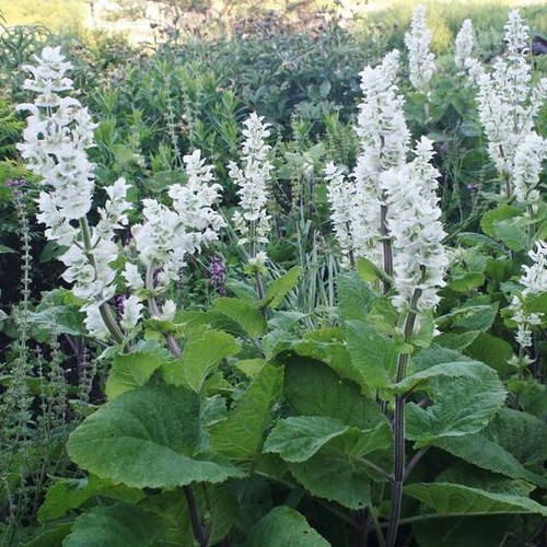 Clary sage white - white, swan