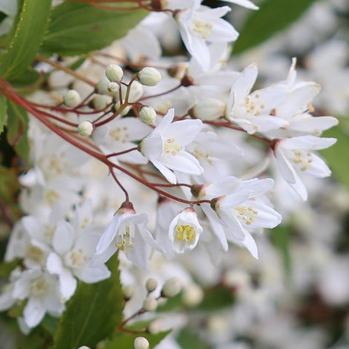 Deutzia gracilis nikko - deutzia,