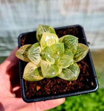 Haworthia Obtusa hybrid 'Nuo