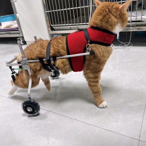 Adjustable cat wheelchair pet - cat,