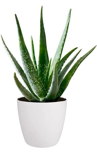 Live aloe vera - live, plant–