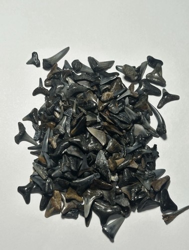 Selection random fossil - 5,