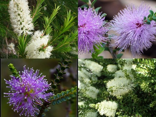 Mixed melaleuca honey - mixed, .honey