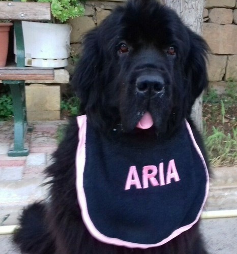 Personalize your own - , dog