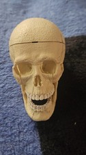 Toy Skull with Brain Anotomy