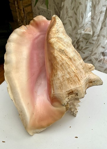 Extra large queen conch - extra, conch,
