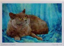 458024 British Shorthair Blue