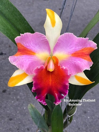 Rare rlc amazing thailand - rlc.,
