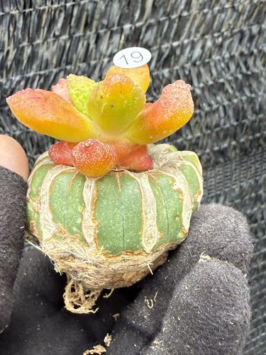 Rarecacti ariocarpus fis - rarecacti,