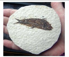  KNIGHTIA ALTA  FOSSIL FISH WYOMING USA VISIBLE SCALES EOCENE AGE GIFT 