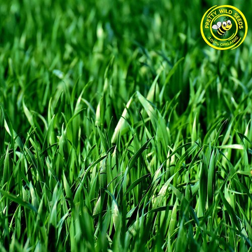 Organic grass seed hard - organic,
