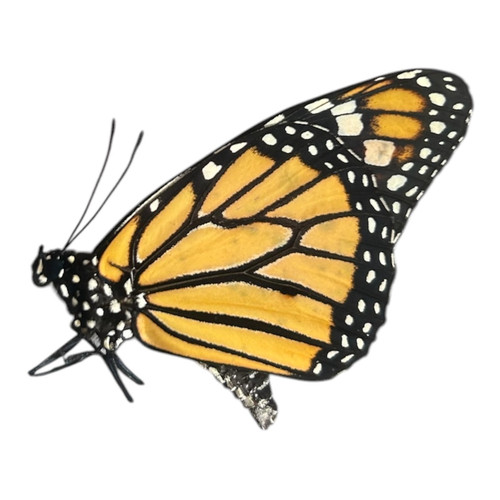 Danaus plexippus papered - danaus,