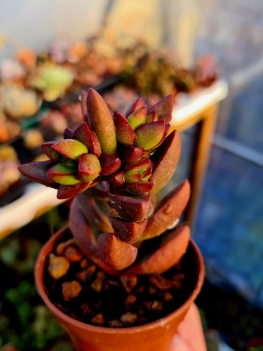 Crassula benjamin succulent - crassula,