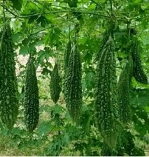 Indian Green bitter gourd -