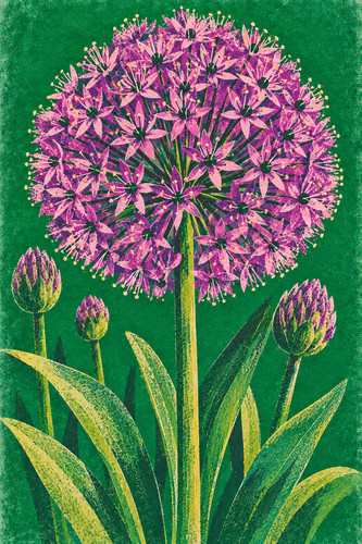 Allium flower risograph - allium,