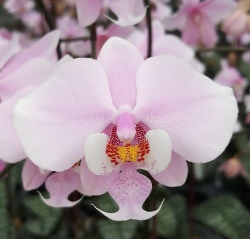 Phalaenopsis schilleriana msh - phalaenopsis,