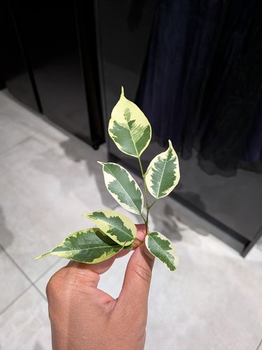 Ficus benjamina