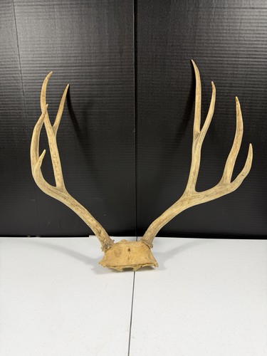 Mule deer antlers - mule, cap