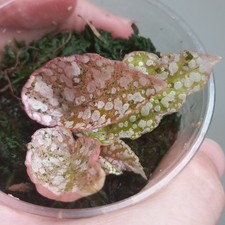 RARE - Begonia Snowcap PINK HIGHLY Variegated, Established Potted Plant A3