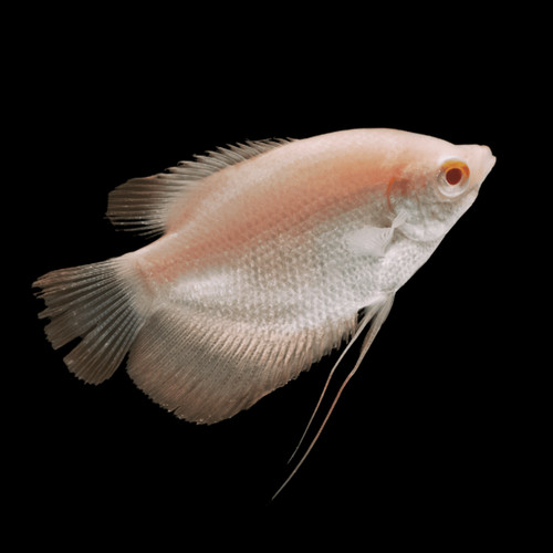 Albino giant gourami - albino,