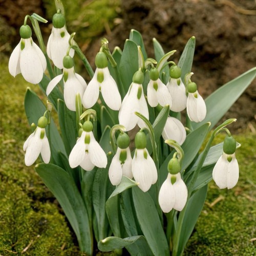 15x giant elwesii snowdrop - giant,