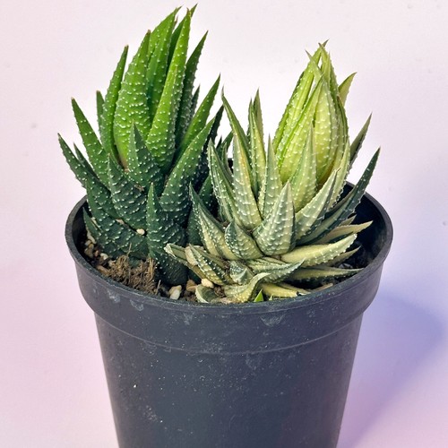Variegated haworthia succulent - haworthia,