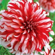 Perennial Dahlia seeds