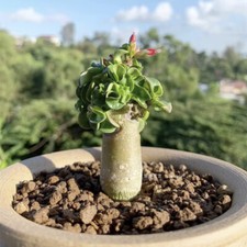 1.5-2.5CM Succulent Cactus Plant Adenium Obezsum Khao Apocynaceae Garden Plant