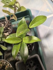 Hoya Carnosa (Wax or Honey Plant) Rooted Cuttings