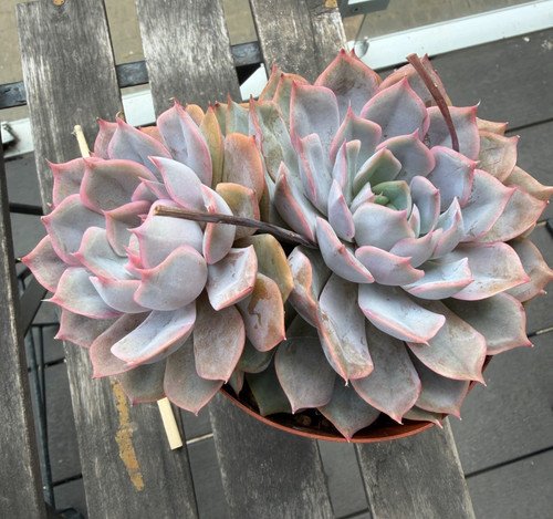 Large mature echeveria - large,