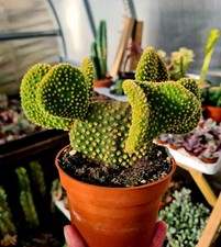 Opuntia Microdasys f. Cristata