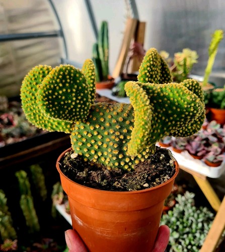 Opuntia microdasys cristata - opuntia, f.