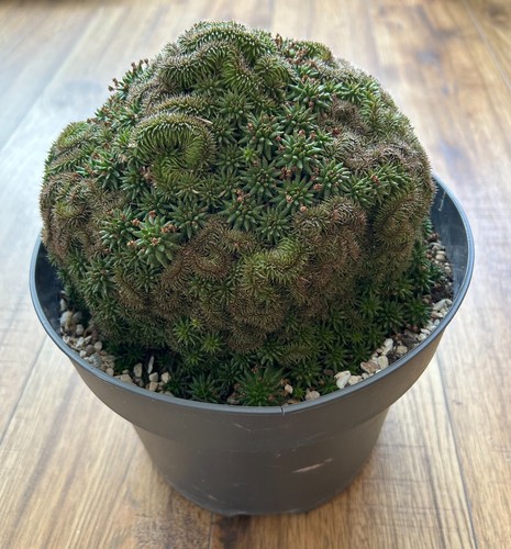 Euphorbia suzannae monstrose