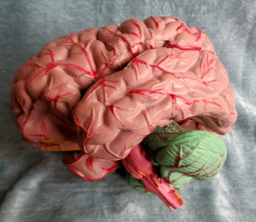 Anatomical model human - anatomical,