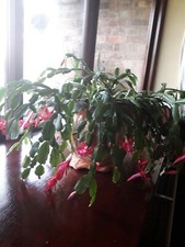 Christmas Cactus  Buckleyi old fashioned and Rare Schlumbergera  1 cutting   