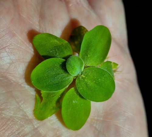 Water lettuce java moss - lettuce,