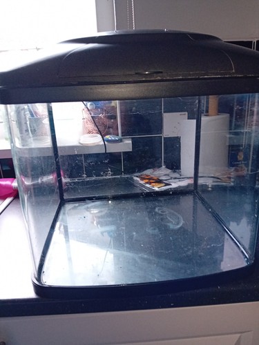 Year old fish tank - old,