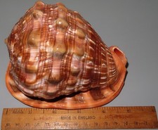 Bullmouth Red Helmet Conch Sea