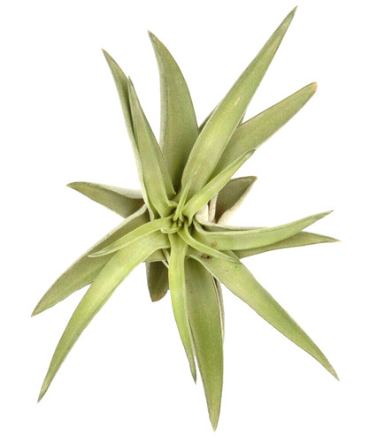 Tillandsia airplant - tillandsia,
