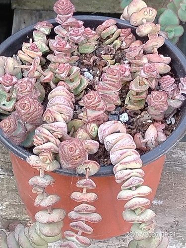 One pot crassula baby - pot,