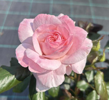 DONNA’S ROSE - Pink