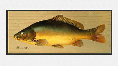 Leather carp cyprinus carpio - leather,