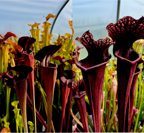 Sarracenia alata black tube - alata, x