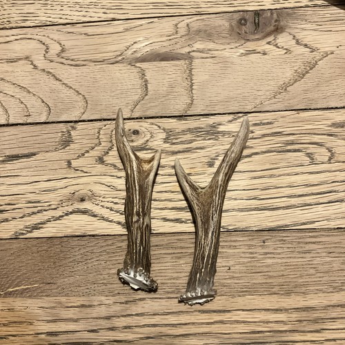 Roe deer antlers decor crafts - antlers,