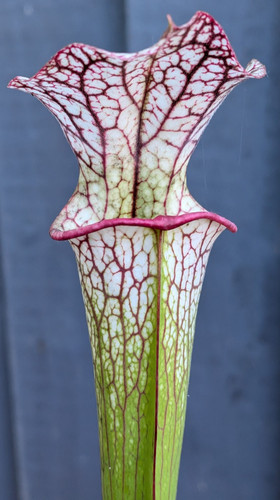 Sarracenia x - [(purp,