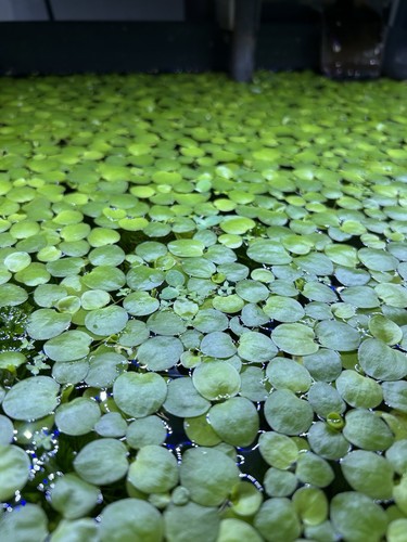 20x premium amazon frogbit - 20x,