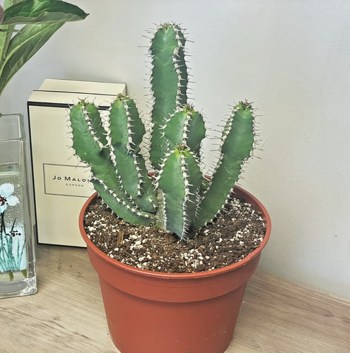 29cm euphorbia polyacantha - euphorbia,